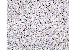 IHC analysis of H1F0 using anti-H1F0 antibody (ABIN7600521). (Histone H1 anticorps  (AA 20-159))