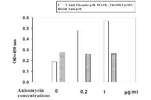Hela cells were stimulated by different concentrations of anisomycin for 1 hour at 37 °C