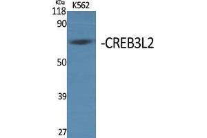 Western Blot (WB) analysis of specific cells using CREB3L2 Polyclonal Antibody. (CREB3L2 anticorps  (Internal Region))