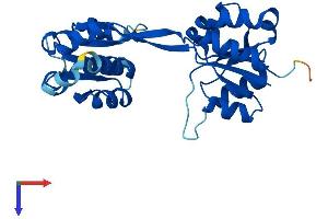 AlphaFold protein structure predicition of Human Recombinant UROS Protein, UniprotID P10746