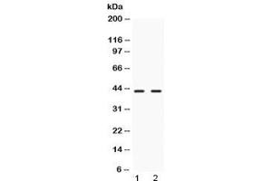 Western blot testing of 1) rat liver and 2) human HeLa lysate with NR2F6 antibody at 0.