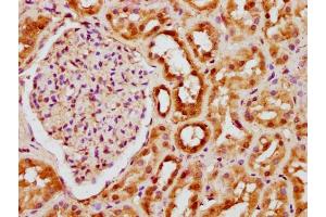 IHC image of nsucHU diluted at 1:20 and staining in paraffin-embedded human kidney tissue performed on a Leica BondTM system. (HIST1H3A anticorps  (AA 50-61))
