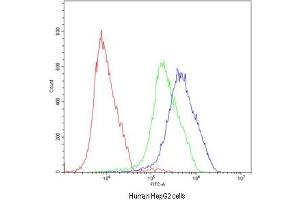 Flow cytometry testing of human HepG2 cells with ATF2 antibody at 1ug/10^6 cells (blocked with goat sera) (ATF2 anticorps  (AA 93-450))