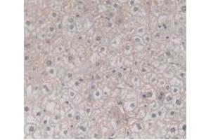 Figure. (TMEM27 anticorps  (AA 17-137))