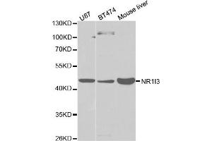 Western Blotting (WB) image for anti-Nuclear Receptor Subfamily 1, Group I, Member 3 (NR1I3) antibody (ABIN1875424) (NR1I3 anticorps)