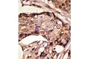 Image no. 1 for anti-Sialic Acid Binding Ig-Like Lectin 9 (SIGLEC9) (C-Term) antibody (ABIN357151)