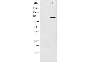 Western blot analysis of AhR phosphorylation expression in HepG2 whole cell lysates,The lane on the left is treated with the antigen-specific peptide. (Aryl Hydrocarbon Receptor anticorps  (pSer36))