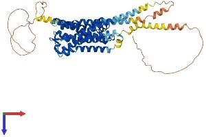 AlphaFold protein structure predicition of Human Recombinant HTR2A Protein, UniprotID P28223