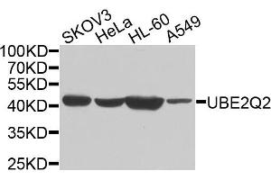 Western blot analysis of extracts of various cells, using UBE2Q2 antibody. (UBE2Q2 anticorps)