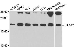 Western blot analysis of extracts of various cell lines, using EIF1AY antibody. (EIF1AY anticorps)
