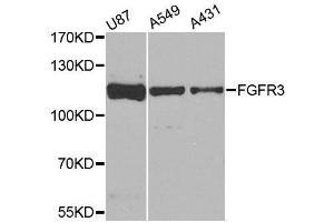 Western blot analysis of extracts of various cell lines, using FGFR3 antibody. (FGFR3 anticorps  (AA 39-138))
