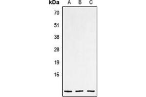 Western blot analysis of NPPC expression in HEK293T (A), mouse heart (B), rat heart (C) whole cell lysates.