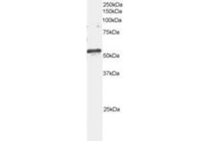 Image no. 1 for anti-ADP-Ribosylation Factor GTPase Activating Protein 3 (ARFGAP3) (AA 504-516) antibody (ABIN291233) (ARFGAP3 anticorps  (AA 504-516))