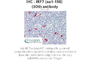 Image no. 1 for anti-Interferon Regulatory Factor 7 (IRF7) (AA 1-150) antibody (ABIN1723206) (IRF7 anticorps  (AA 1-150))
