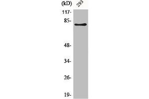 Western Blot analysis of 293 cells using Adducin β Polyclonal Antibody