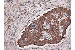Immunohistochemical staining of paraffin-embedded kidney using anti-CPA1 (ABIN2452647) mouse monoclonal antibody. (CPA1 anticorps  (AA 1-419))