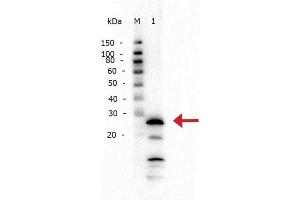 Western Blot of Rabbit anti-Trypsin antibody.