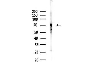 anti-Epsin 2 (EPN2) (Internal Region) antibody