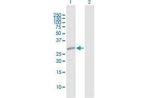 Western Blot analysis of PRRX2 expression in transfected 293T cell line by PRRX2 MaxPab polyclonal antibody.