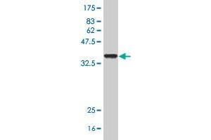 Western Blot detection against Immunogen (35.