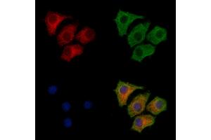 ABIN7094243 and ABIN7098290 staining HepG2 cells by IF/ICC.