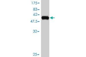 Western Blot detection against Immunogen (56.