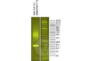 Library profiles comparing fragment size distributions on an E-Gel EX 2% agarose gel (Thermo Fisher).