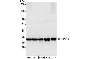 Western Blotting (WB) image for anti-Ribosomal Protein L18 (RPL18) (AA 1-50) antibody (ABIN7453189)