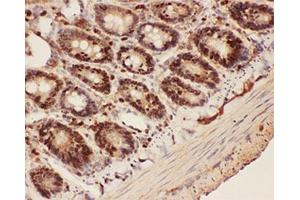 IHC-P testing of rat intestine tissue