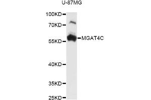 Western blot analysis of extracts of U-87MG cells, using MGAT4C antibody (ABIN6294003) at 1:3000 dilution. (MGAT4C anticorps)
