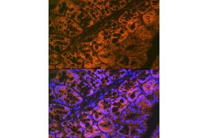 Immunofluorescence analysis of mouse large intestine using  Rabbit mAb (ABIN7265434) at dilution of 1:100 (40x lens).