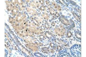 anti-RAD23 Homolog A (RAD23A) (AA 201-250) antibody