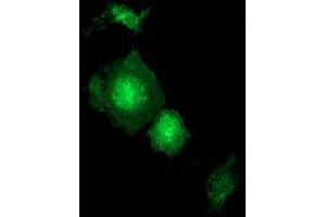 Anti-GBP5 mouse monoclonal antibody (ABIN2454092) immunofluorescent staining of COS7 cells transiently transfected by pCMV6-ENTRY GBP5 (RC206627). (GBP5 anticorps)