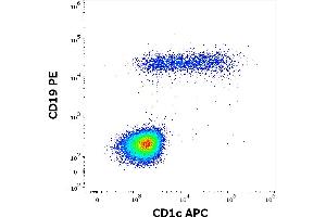 Flow cytometry multicolor surface staining pattern of human lymphocytes using anti-human CD1c (L161) APC antibody (10 μL reagent / 100 μL of peripheral whole blood) and anti-human CD19 (LT19) PE antibody (20 μL reagent / 100 μL of peripheral whole blood) antibody. (CD1c anticorps  (APC))