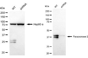 Western blotting analysis using Paraoxonase 2 antibody (ABIN7799735).