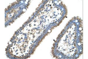 Immunohistochemistry (IHC) image for anti-Carbamoyl-Phosphate Synthase 1, Mitochondrial (CPS1) (Middle Region) antibody (ABIN310711) (CPS1 anticorps  (Middle Region))