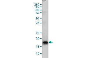 AGTRAP monoclonal antibody (M02), clone 1G2 Western Blot analysis of AGTRAP expression in Hela S3 NE .