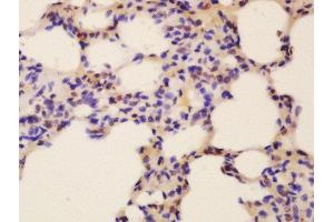 Formalin-fixed and paraffin embedded mouse lung labeled with Rabbit Anti-Fox2/RBM9 Polyclonal Antibody, Unconjugated  at 1:200 followed by conjugation to the secondary antibody and DAB staining