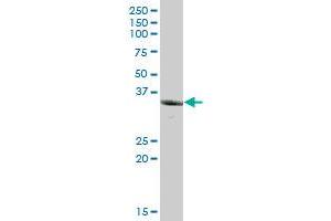 UCHL5 MaxPab polyclonal antibody.