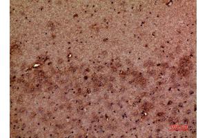 Immunohistochemistry (IHC) analysis of paraffin-embedded Mouse Brain, antibody was diluted at 1:100.