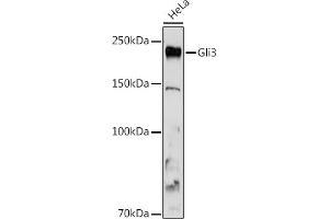 Western blot analysis of extracts of HeLa cells, using Gli3 antibody (ABIN7267385) at 1:1000 dilution. (GLI3 anticorps)