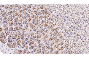 Detection of KNT1 in Rat Stomach Tissue using Monoclonal Antibody to T-Kininogen 1 (KNT1) (T-Kininogen 1 (KNT1) (AA 378-430) anticorps)