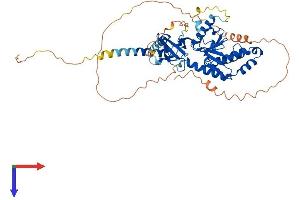 AlphaFold protein structure predicition of Mouse Recombinant Cacnb3 Protein, UniprotID P54285