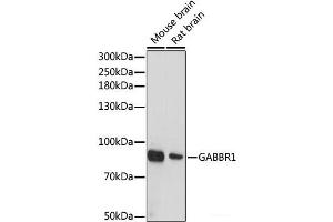 Western blot analysis of extracts of various cell lines using GABBR1 Polyclonal Antibody at dilution of 1:1000. (GABBR1 anticorps)