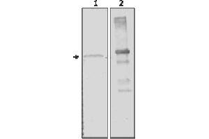 Western Blotting (WB) image for anti-Amylase, alpha 2A (Pancreatic) (AMY2A) (AA 1-492), (N-Term) antibody (ABIN487412)