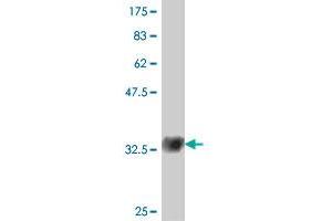 Western Blot detection against Immunogen (32.
