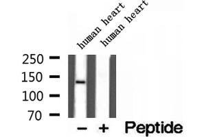 Western blot analysis of extracts of human heart tissue, using Collagen Type VI antibody. (COL6A1 anticorps  (Internal Region))