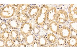 Detection of LMNB1 in Human Kidney Tissue using Anti-Lamin B1 (LMNB1) Monoclonal Antibody (Lamin B1 anticorps  (AA 52-233))