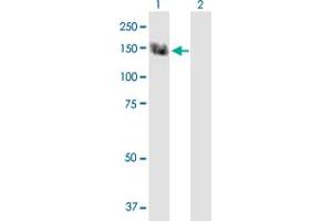 Western Blot analysis of TRPC5 expression in transfected 293T cell line by TRPC5 MaxPab polyclonal antibody.