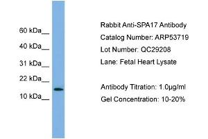 WB Suggested Anti-SPA17  Antibody Titration: 0.